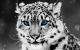 Avatar de MissMagnetic