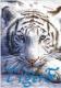 Avatar de tiger2013